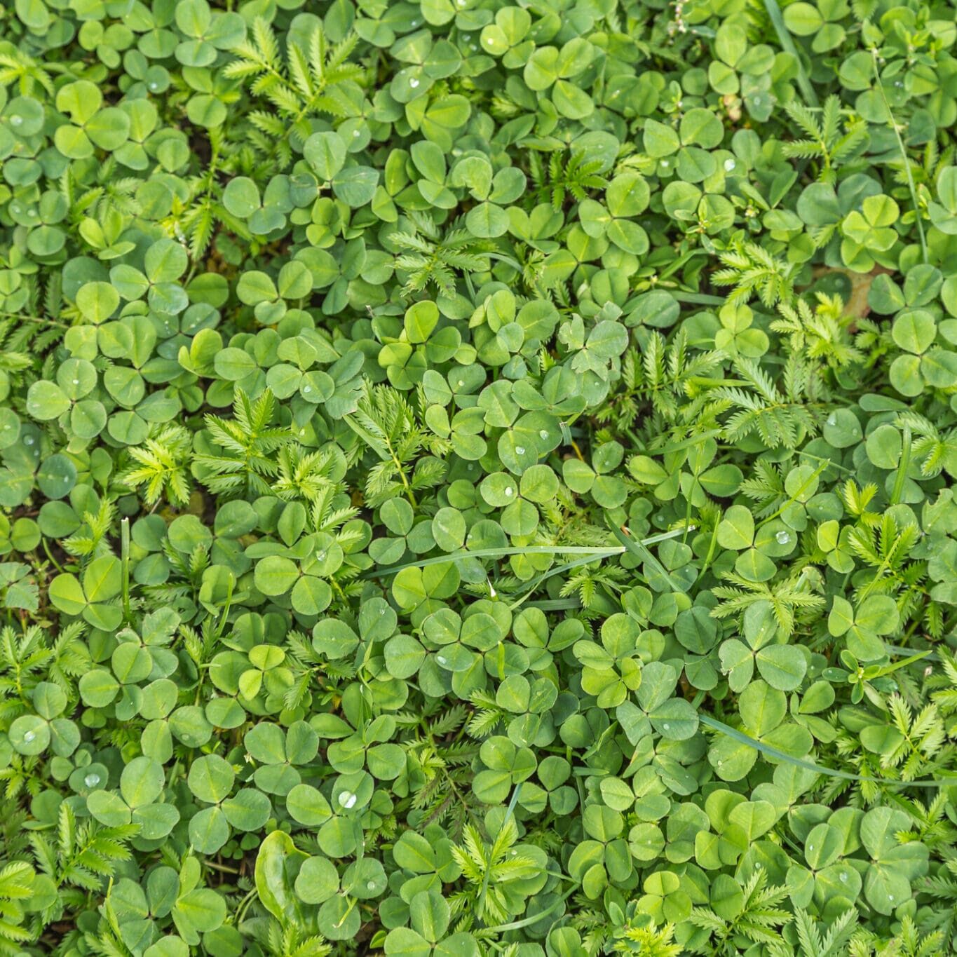 Micro Clover: The Low-Maintenance Lawn Alternative You Haven't Tried Yet