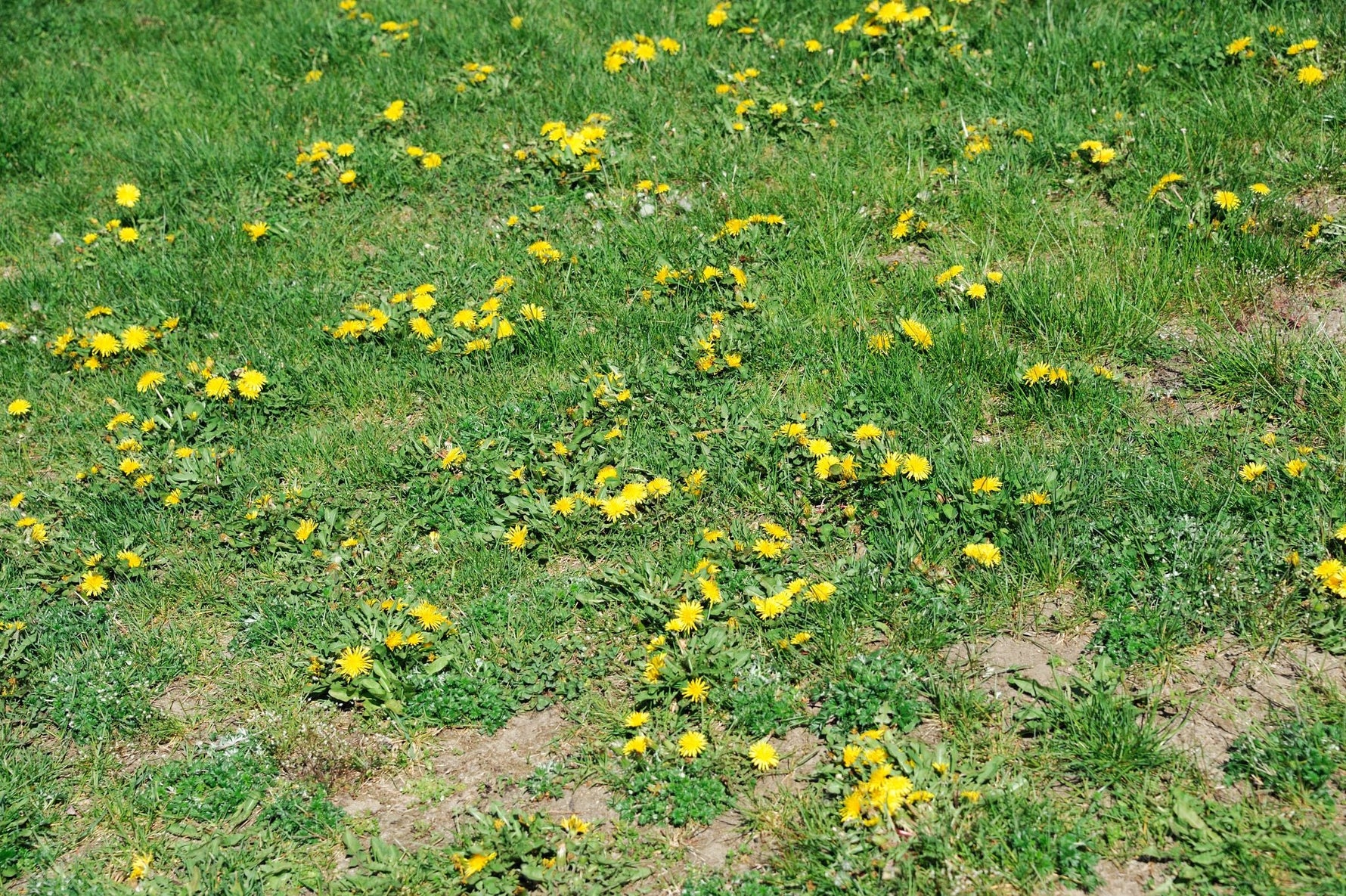 Why Grass Seed Quality Matters More Than Price
