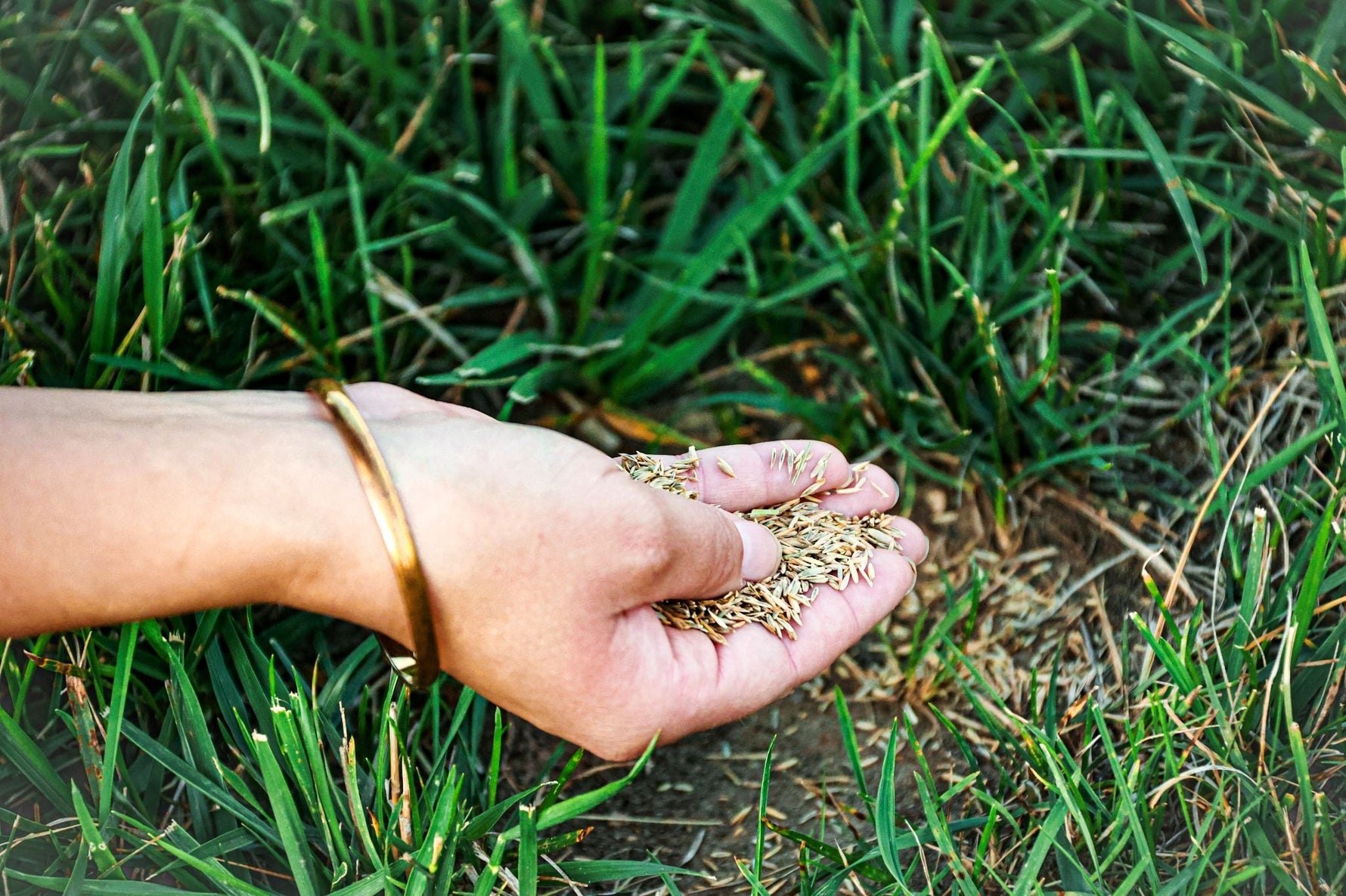 Why Your Grass Seed Isn't Germinating — and How to Fix It