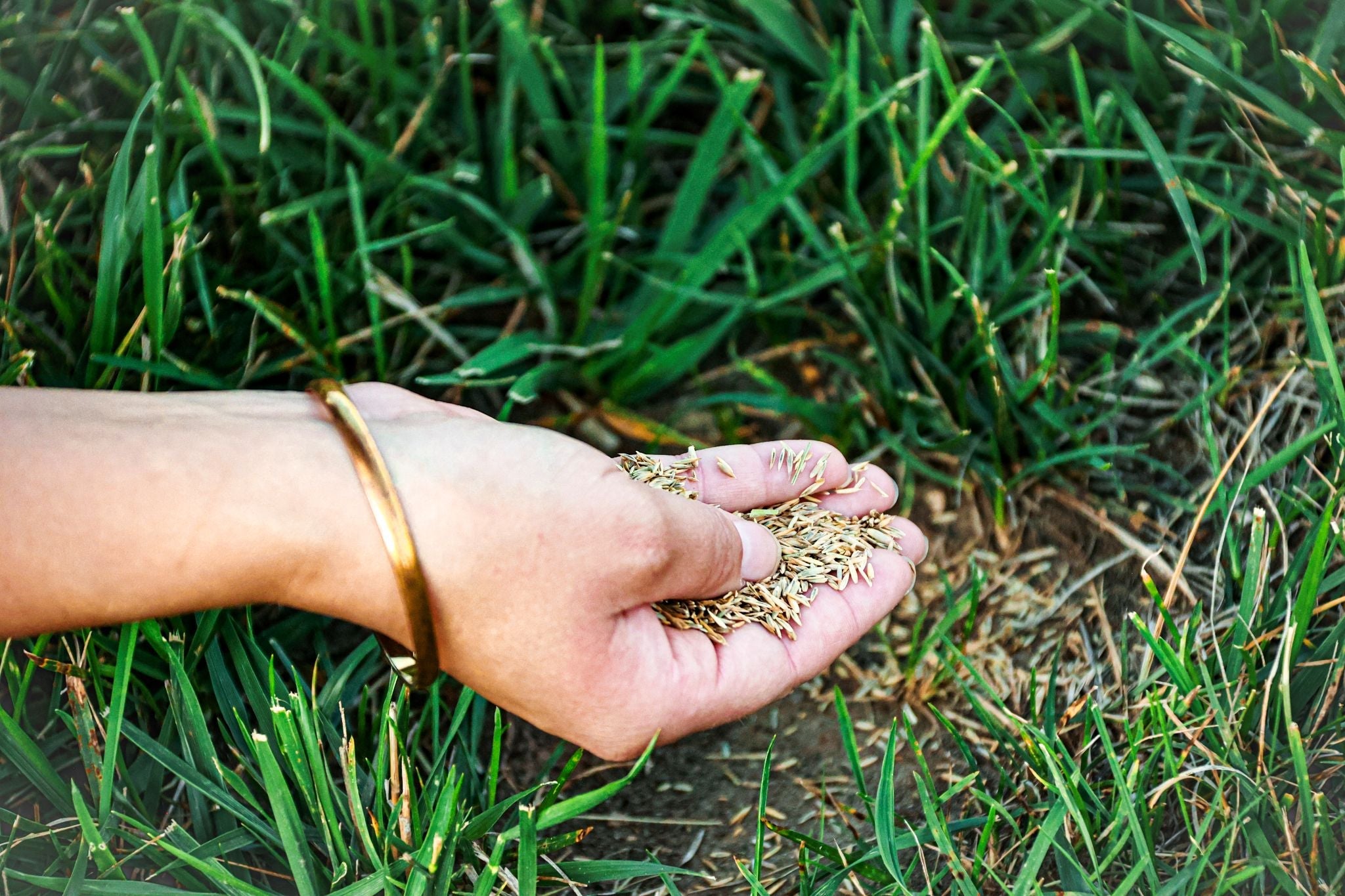 Why Your Grass Seed Isn't Germinating — and How to Fix It