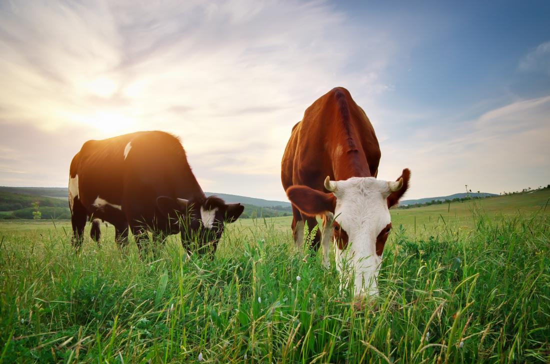 Grass & Grazing: What Cows and Horses Need to Thrive