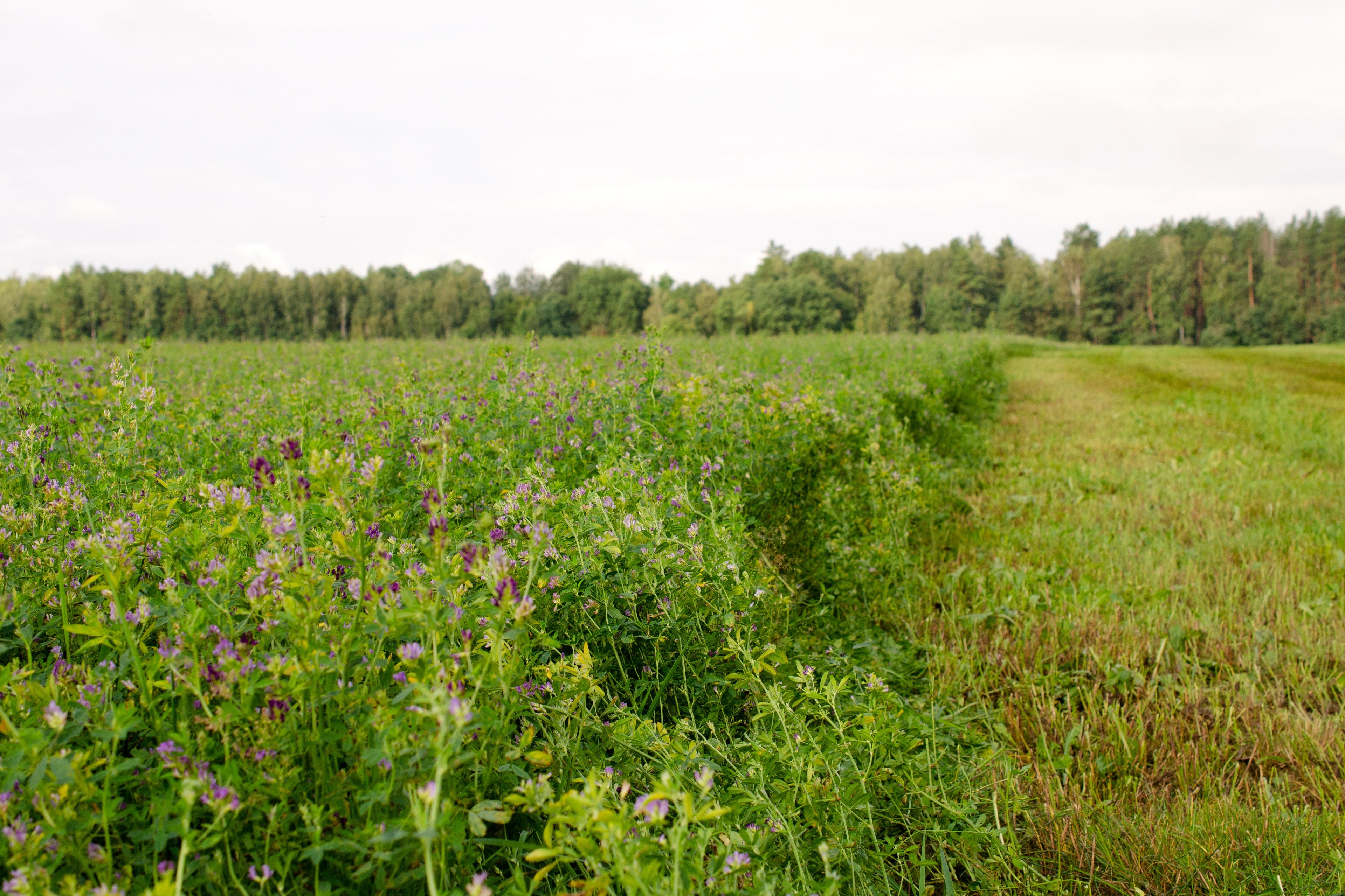 Forage