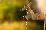 Drought Tolerant