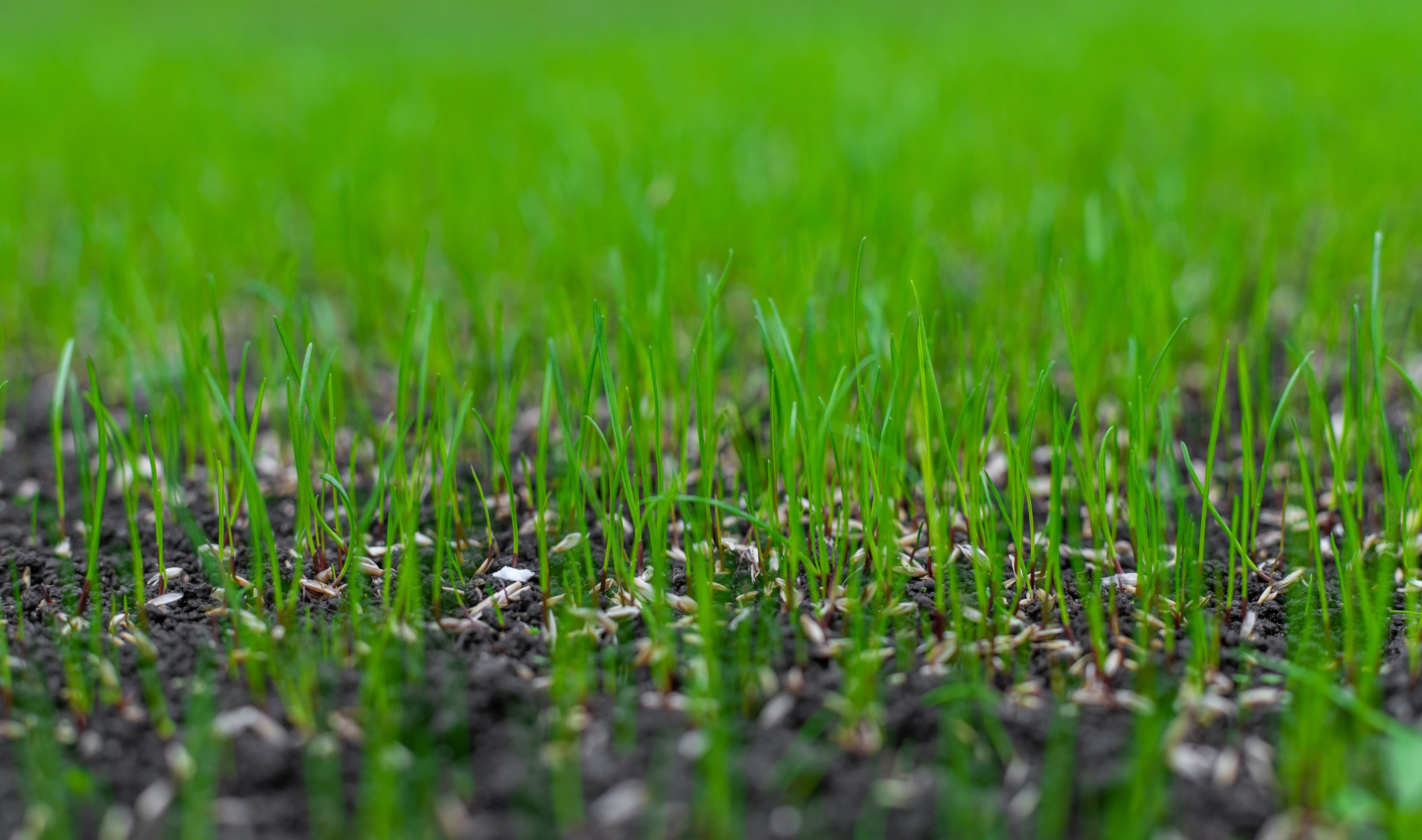 Fast Germinating