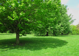 Shade Tolerant