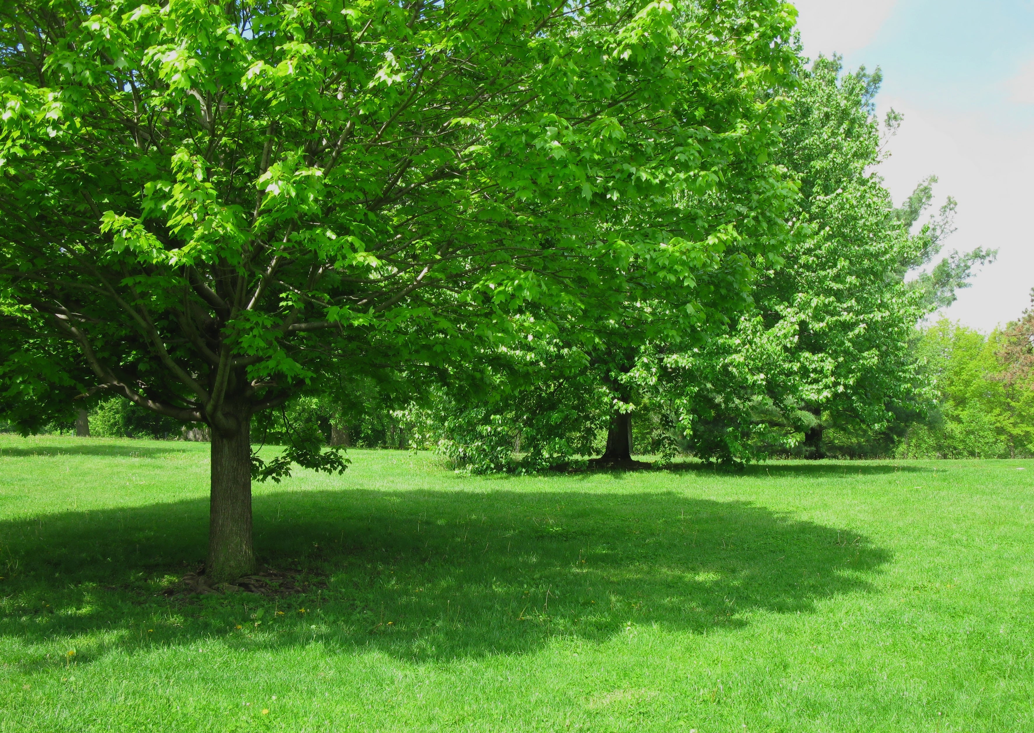 Lifetyme Seed Company Shade Tolerant grass seed showcasing a lush green lawn thriving beneath a large shade tree