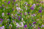 Lifetyme Seed Company Alfalfa blooming in a field with purple and white flowers, a premium high-protein forage and hay seed