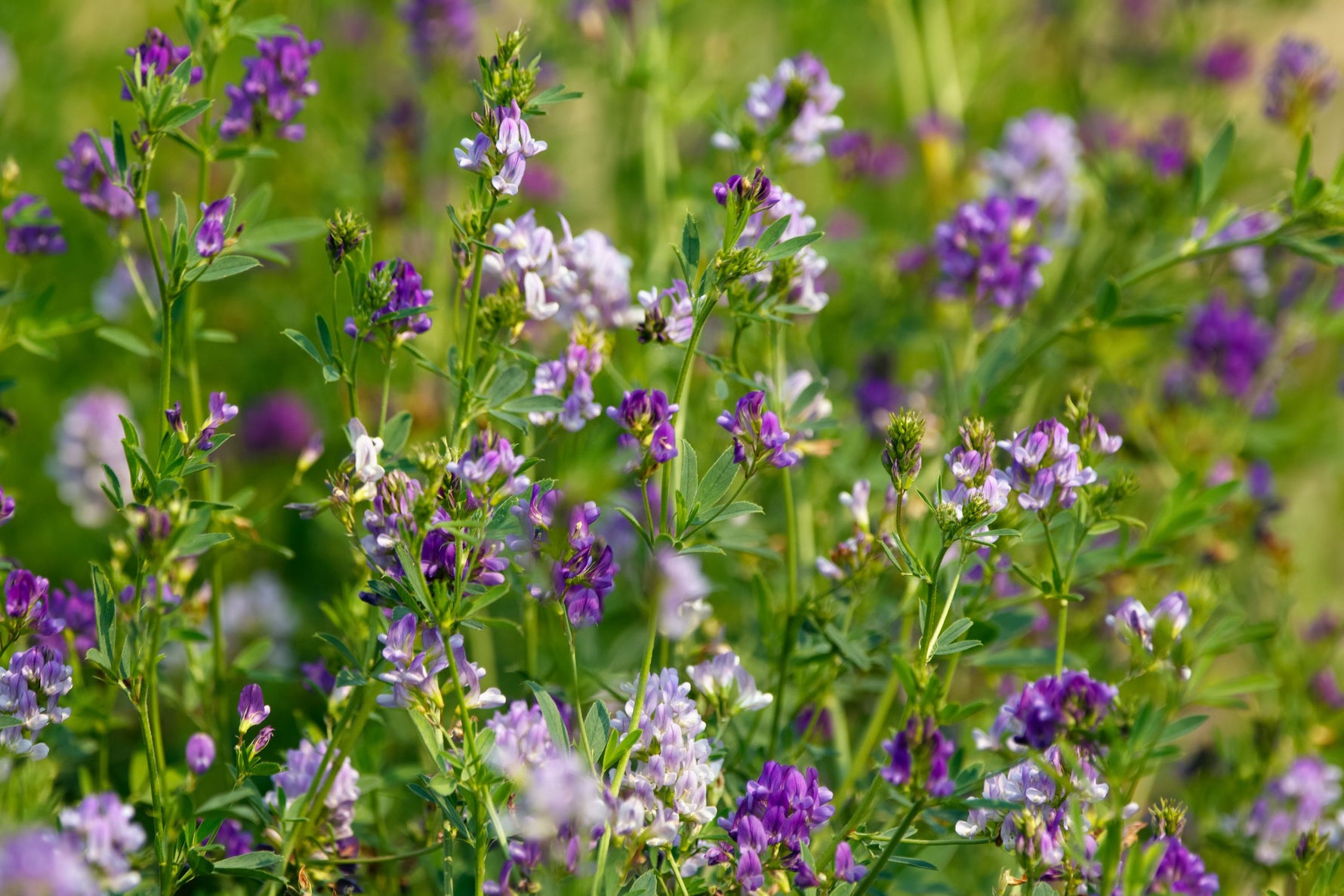 Lifetyme Seed Company Alfalfa blooming in a field with purple and white flowers, a premium high-protein forage and hay seed