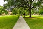 Lush green college campus grounds with well-maintained turf along walkways, showcasing the ideal results of Lifetyme Royal Rye Perennial Ryegrass