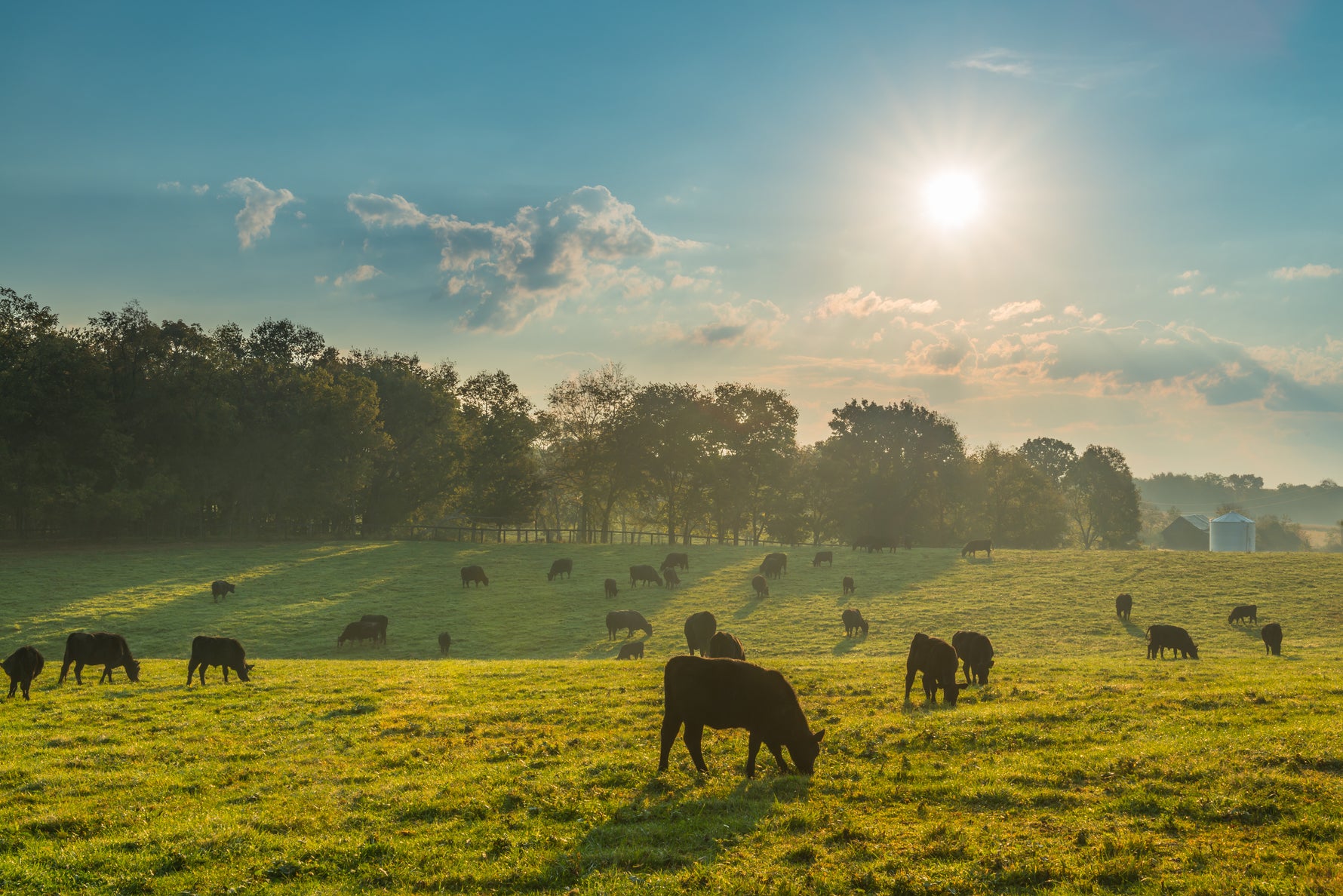 Livestock grazing on a lush green pasture, showcasing the ideal results of Lifetyme Farm Pro Pasture Mixture for farm and forage use