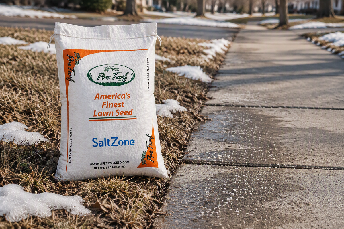 Lifetyme Pro Turf SaltZone Repair Mix grass seed, 5 lb bag, on salt-damaged turf beside a winter sidewalk