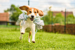 Beagle running on a lush green backyard lawn, showcasing the durability of Lifetyme Pro Turf Dog Park Seed Mix for high-traffic pet areas