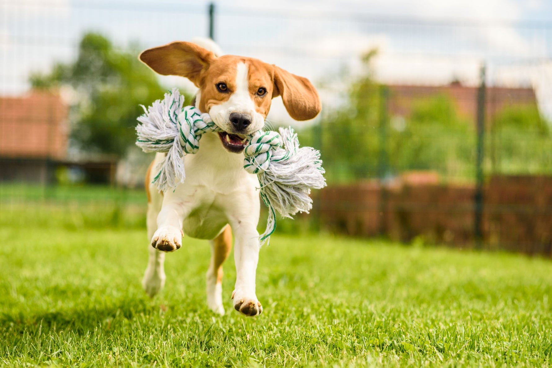 Beagle running on a lush green backyard lawn, showcasing the durability of Lifetyme Pro Turf Dog Park Seed Mix for high-traffic pet areas