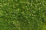 Lifetyme Seed Company Flowering Lawn Mix growing overhead view showing lush green grass with blooming white clover flowers