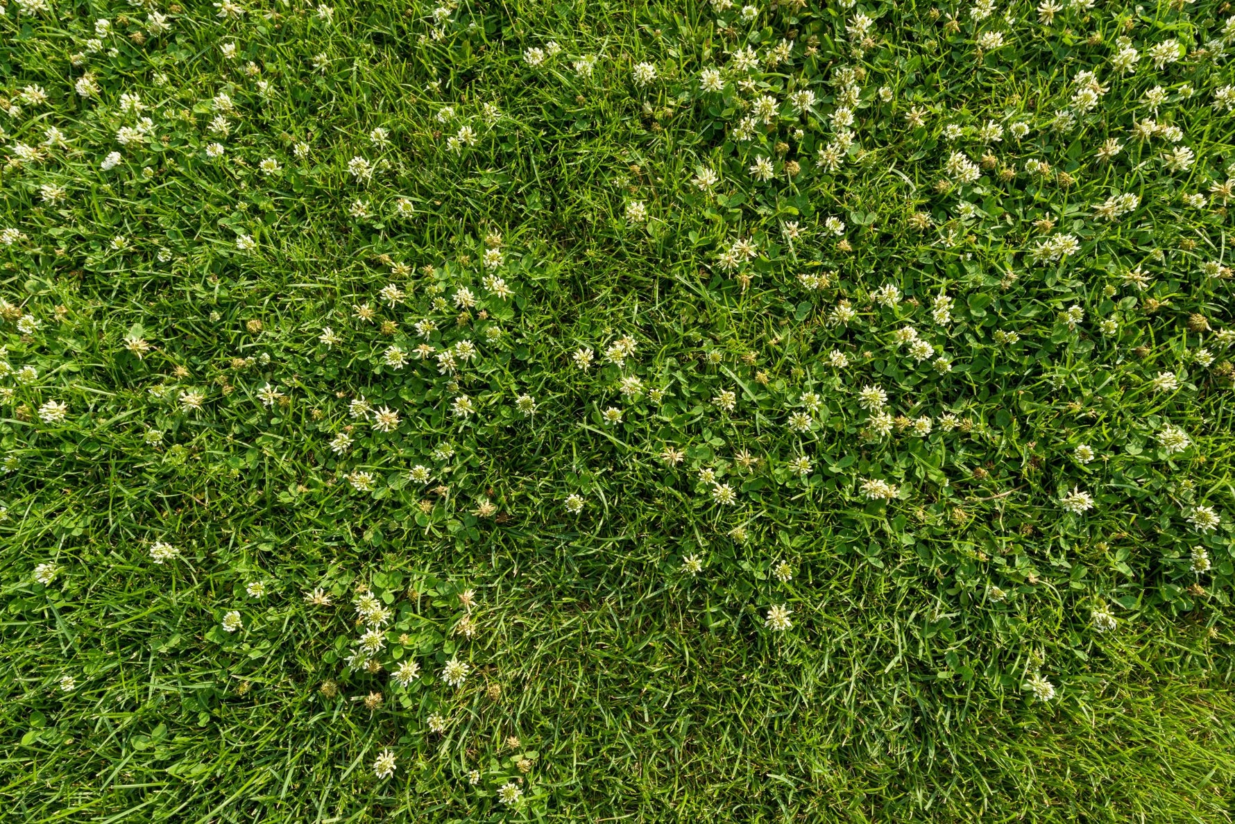 Lifetyme Seed Company Flowering Lawn Mix growing overhead view showing lush green grass with blooming white clover flowers