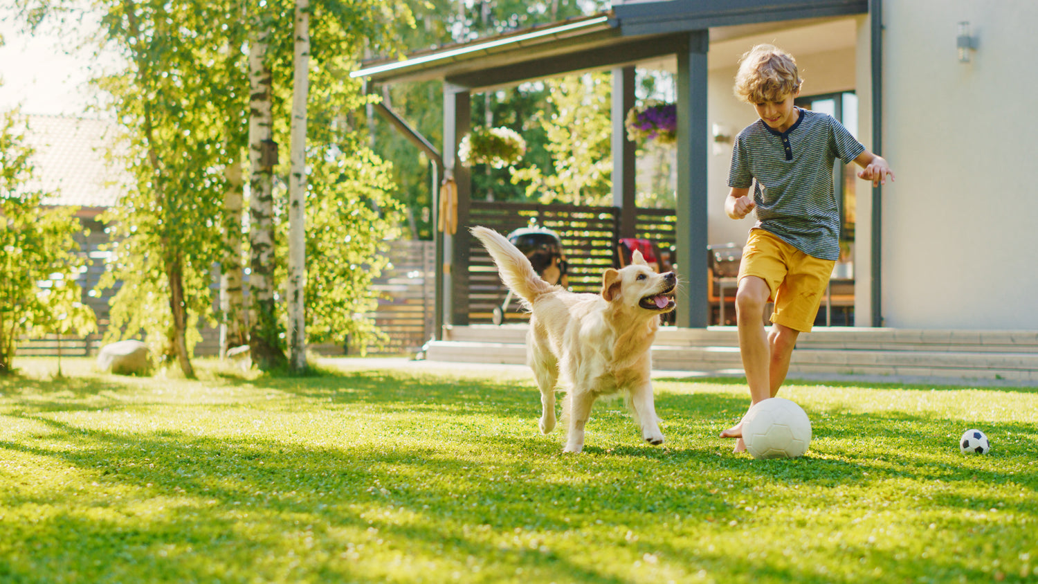 Child and dog playing on a lush backyard lawn grown with Lifetyme Pro Turf Sun and Shade Mixture, built for high-traffic residential use