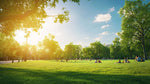 Lush high-traffic park lawn in full sun, showcasing the durability of Lifetyme Pro Turf Hardy Lawn Mixture for low-maintenance commercial turf