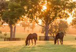 Horses grazing at golden hour on a lush pasture, showcasing Lifetyme Farm Pro Horse Pasture Mixture, endophyte-free for horse health