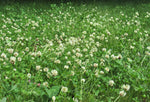Lifetyme Seed Company Ladino White Clover blooming densely in a field, a high-yield forage and pasture clover seed