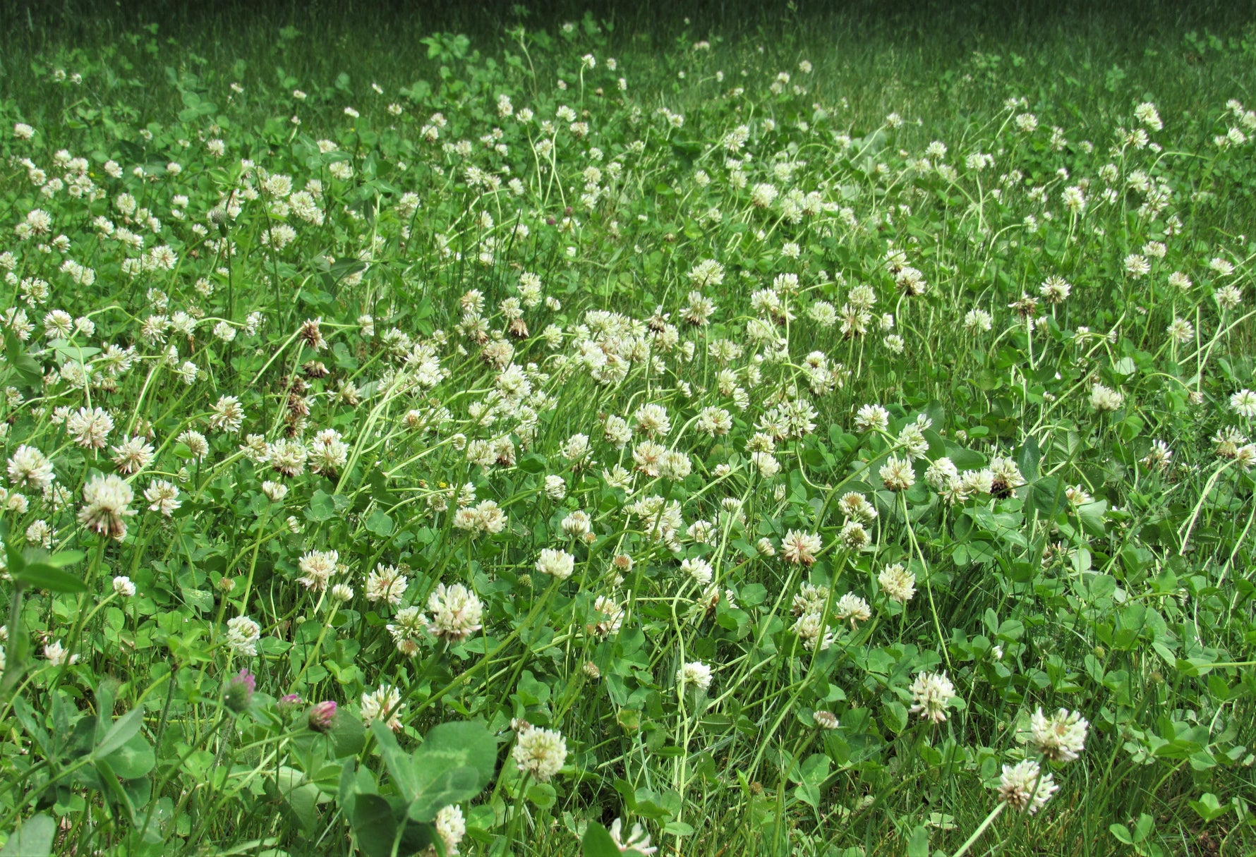 Lifetyme Seed Company Ladino White Clover blooming densely in a field, a high-yield forage and pasture clover seed