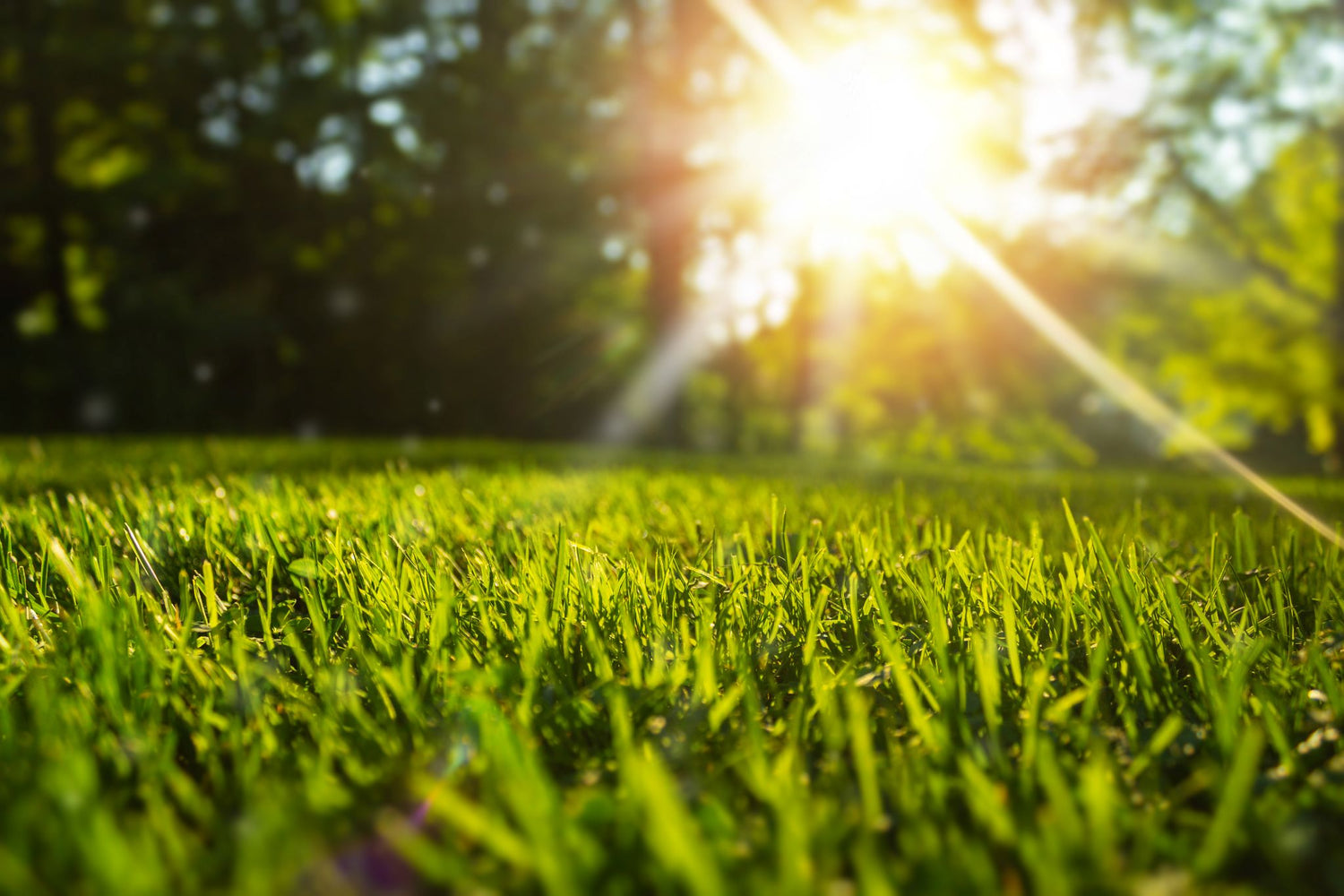 Lush green lawn in dappled sunlight under trees, showcasing the ideal results of Lifetyme Home Pro All Purpose Sun and Shade grass seed