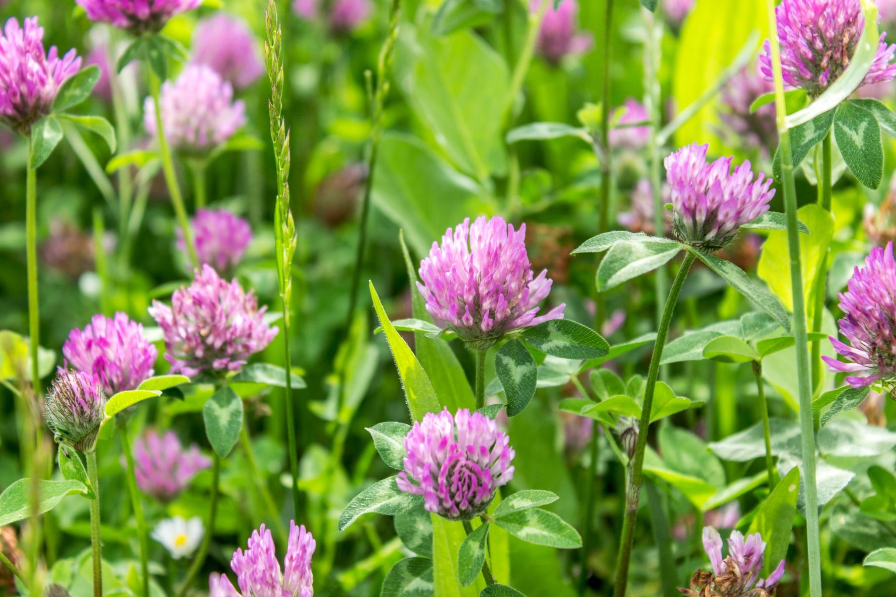 Lifetyme Seed Company Medium Red Clover blooming in a field, a popular choice for farm, forage, and pasture seeding