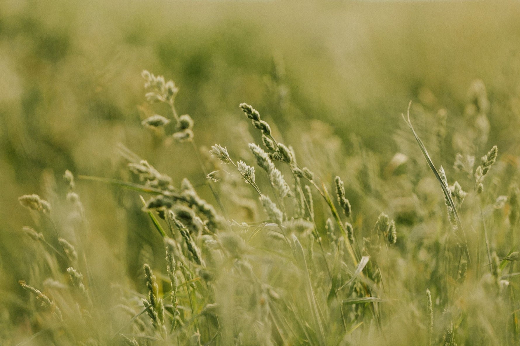 Close-up of Lifetyme Seed Company Orchardgrass growing in a field, ideal for farm and forage pasture seeding