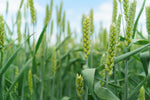 Lifetyme Seed Company Red Winter Wheat growing in a field with blue sky, a cold-hardy grain seed for farm and cover crop use