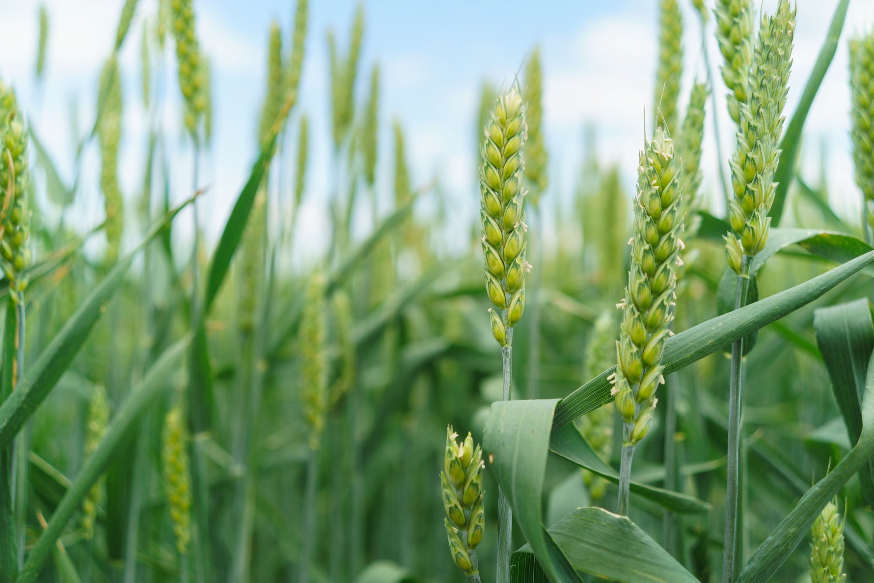 Lifetyme Seed Company Red Winter Wheat growing in a field with blue sky, a cold-hardy grain seed for farm and cover crop use