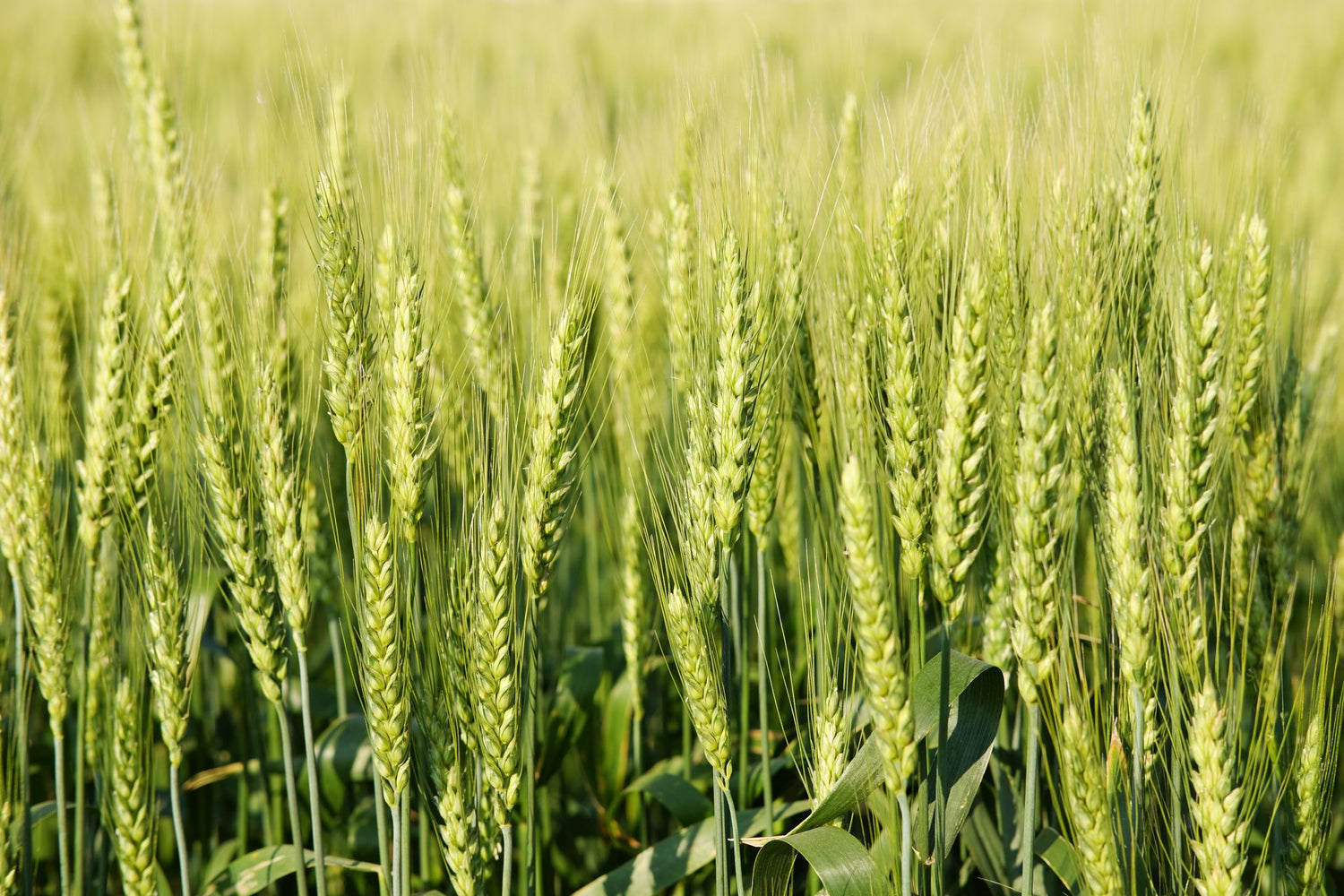 Lifetyme Seed Company Rye Grain growing in a dense field, a versatile cover crop and forage seed for farm and pasture use