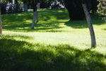 Lush dark green lawn thriving under heavy tree shade, showcasing the ideal results of Lifetyme Slow N Low Fescue Mix grass seed