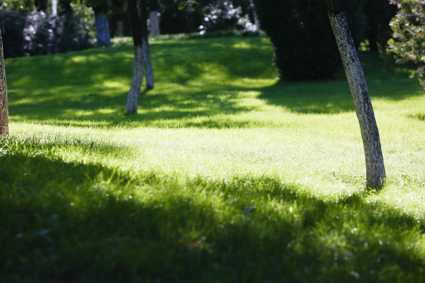 Lush dark green lawn thriving under heavy tree shade, showcasing the ideal results of Lifetyme Slow N Low Fescue Mix grass seed