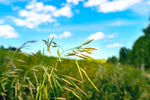 Lifetyme Seed Company Smooth Brome Grass seed heads close-up against a blue sky, a hardy perennial forage and pasture grass