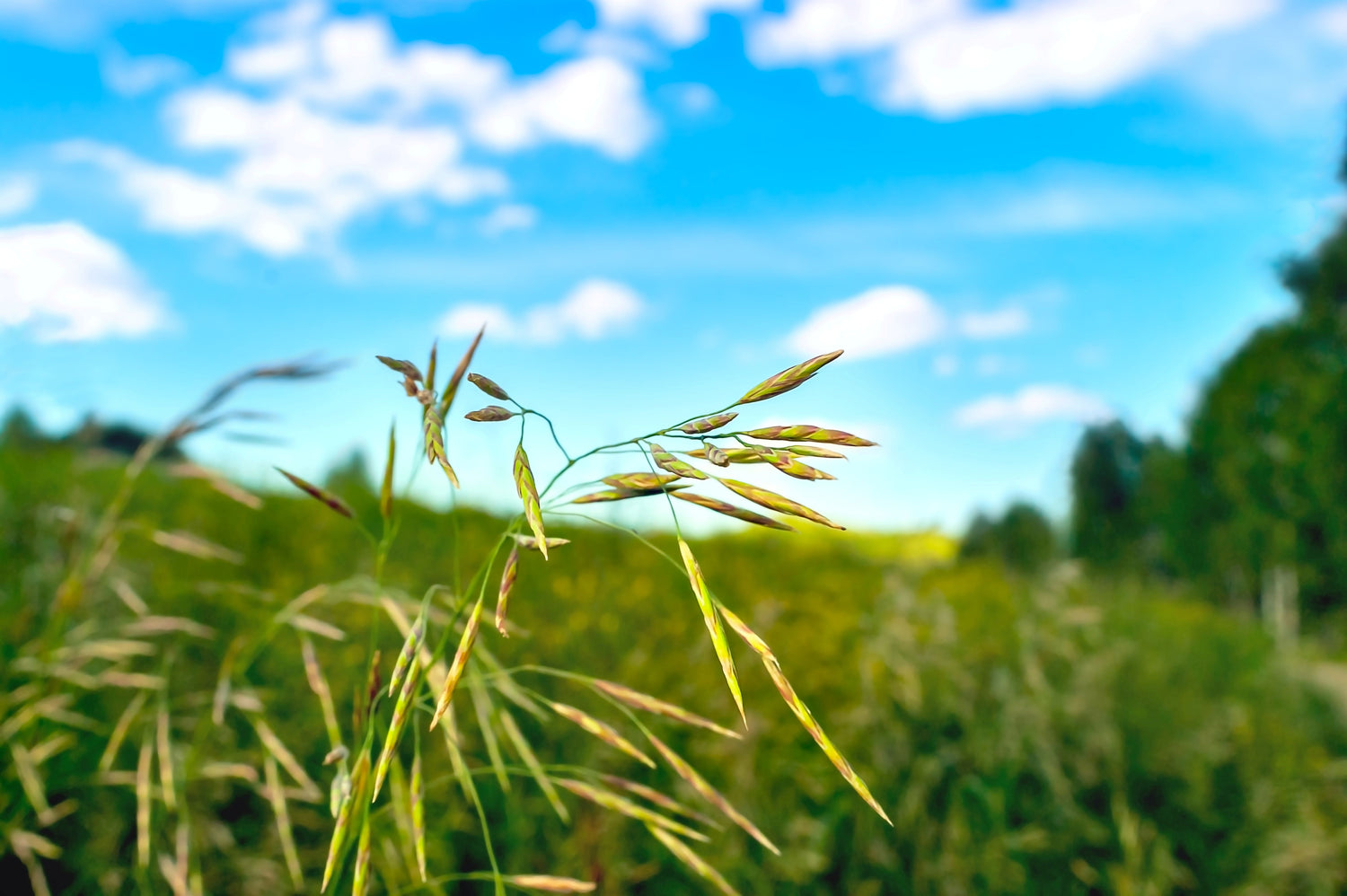 Lifetyme Seed Company Smooth Brome Grass seed heads close-up against a blue sky, a hardy perennial forage and pasture grass
