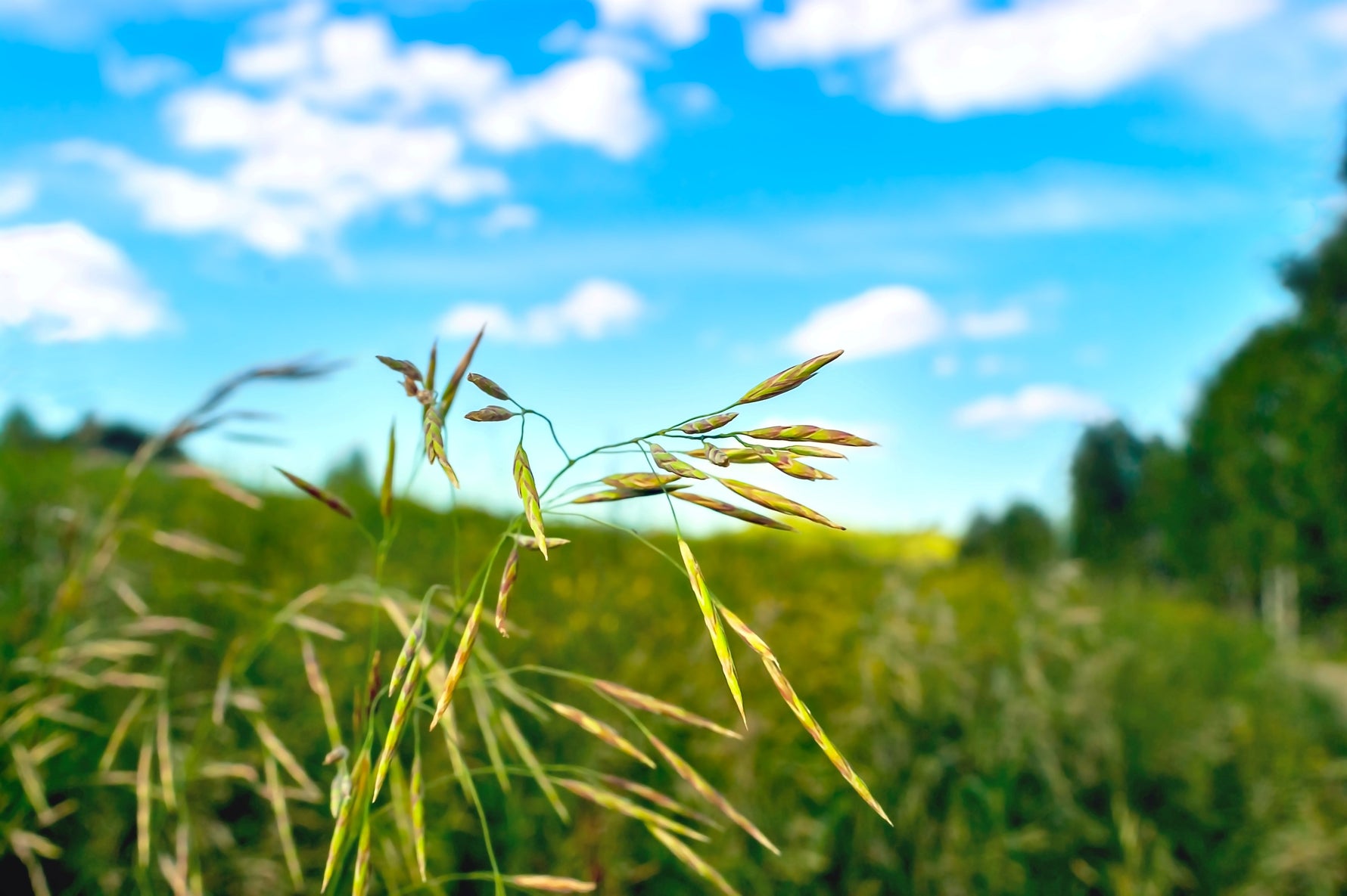 Lifetyme Seed Company Smooth Brome Grass seed heads close-up against a blue sky, a hardy perennial forage and pasture grass