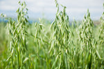 Lifetyme Seed Company Spring Oats growing tall in a field, a fast-establishing cover crop and forage seed option