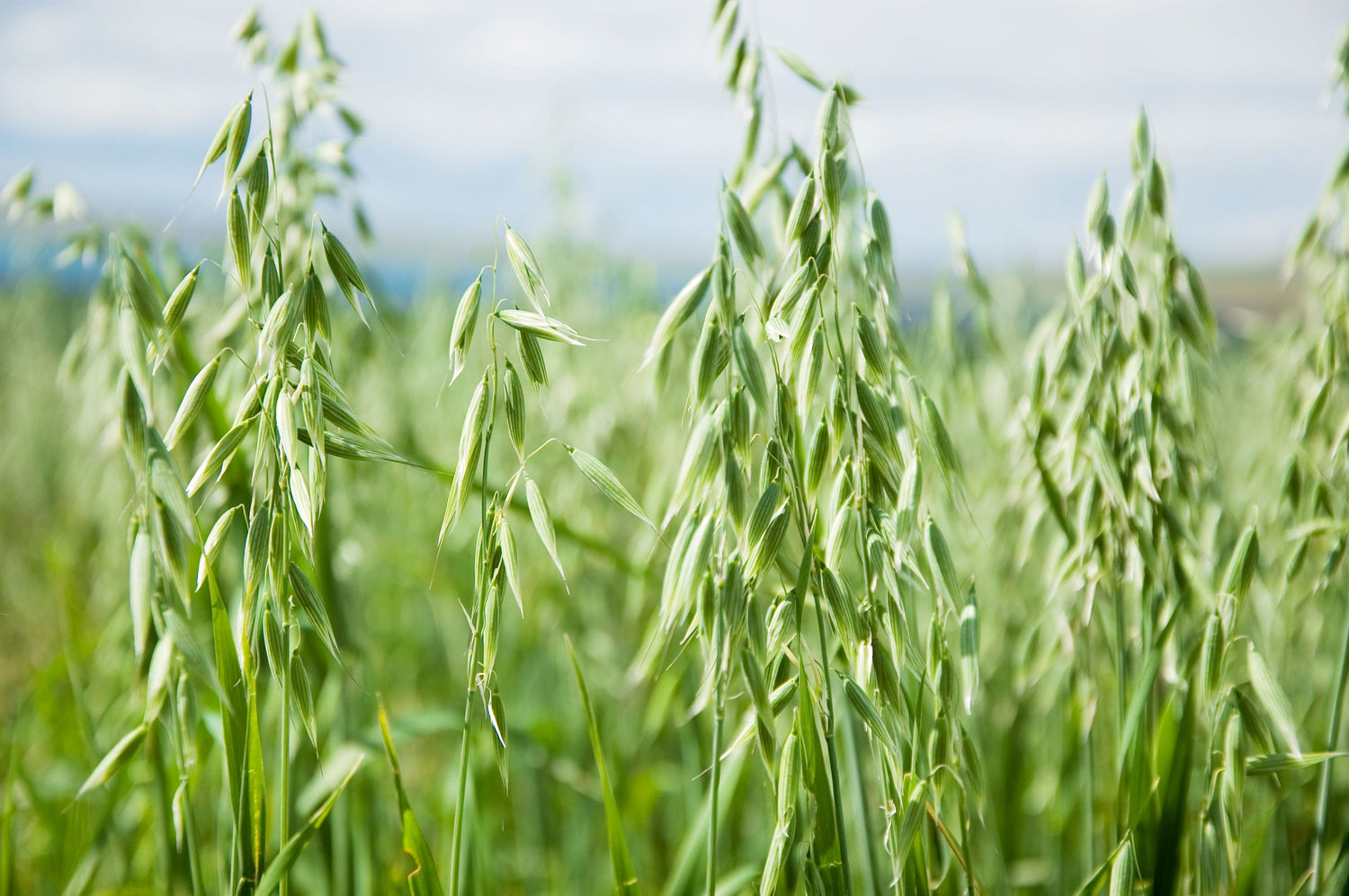 Lifetyme Seed Company Spring Oats growing tall in a field, a fast-establishing cover crop and forage seed option