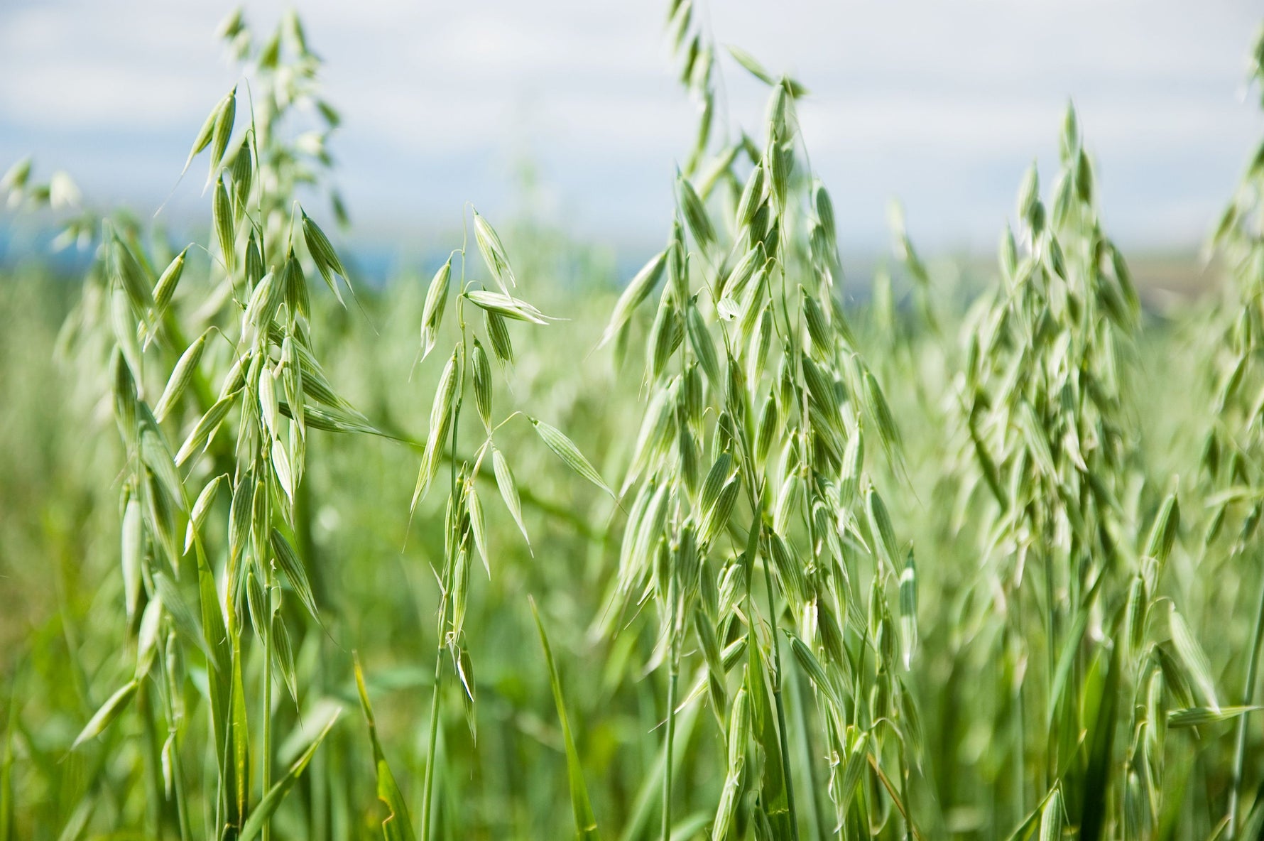 Lifetyme Seed Company Spring Oats growing tall in a field, a fast-establishing cover crop and forage seed option