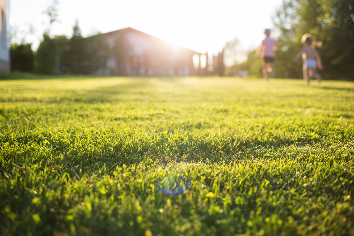 Lush full sun residential lawn with children playing at golden hour, showcasing the results of Lifetyme Pro Turf Sunny Mixture
