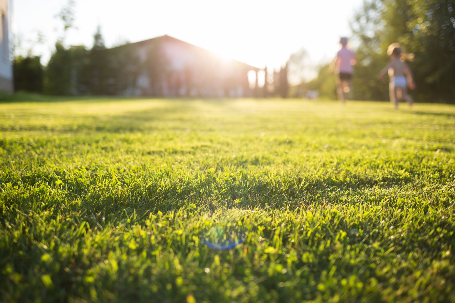 Lush full sun residential lawn with children playing at golden hour, showcasing the results of Lifetyme Pro Turf Sunny Mixture