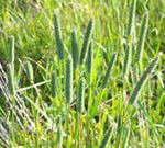 Lifetyme Seed Company Timothy grass close-up showing distinctive seed heads in a field, a top choice for hay, pasture, and forage seeding