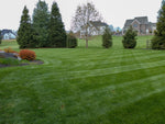 Striped dark emerald residential lawn with upscale home and mature landscaping, showcasing the golf-course quality of Lifetyme Fancy Kentucky Bluegrass