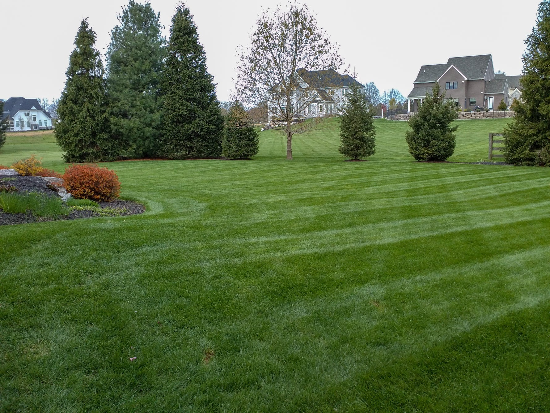 Striped dark emerald residential lawn with upscale home and mature landscaping, showcasing the golf-course quality of Lifetyme Fancy Kentucky Bluegrass