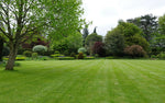 Pristine striped fine turf lawn in a manicured garden, showcasing the premium appearance of Lifetyme Pre-Me-Um Lawn Seed Mixture